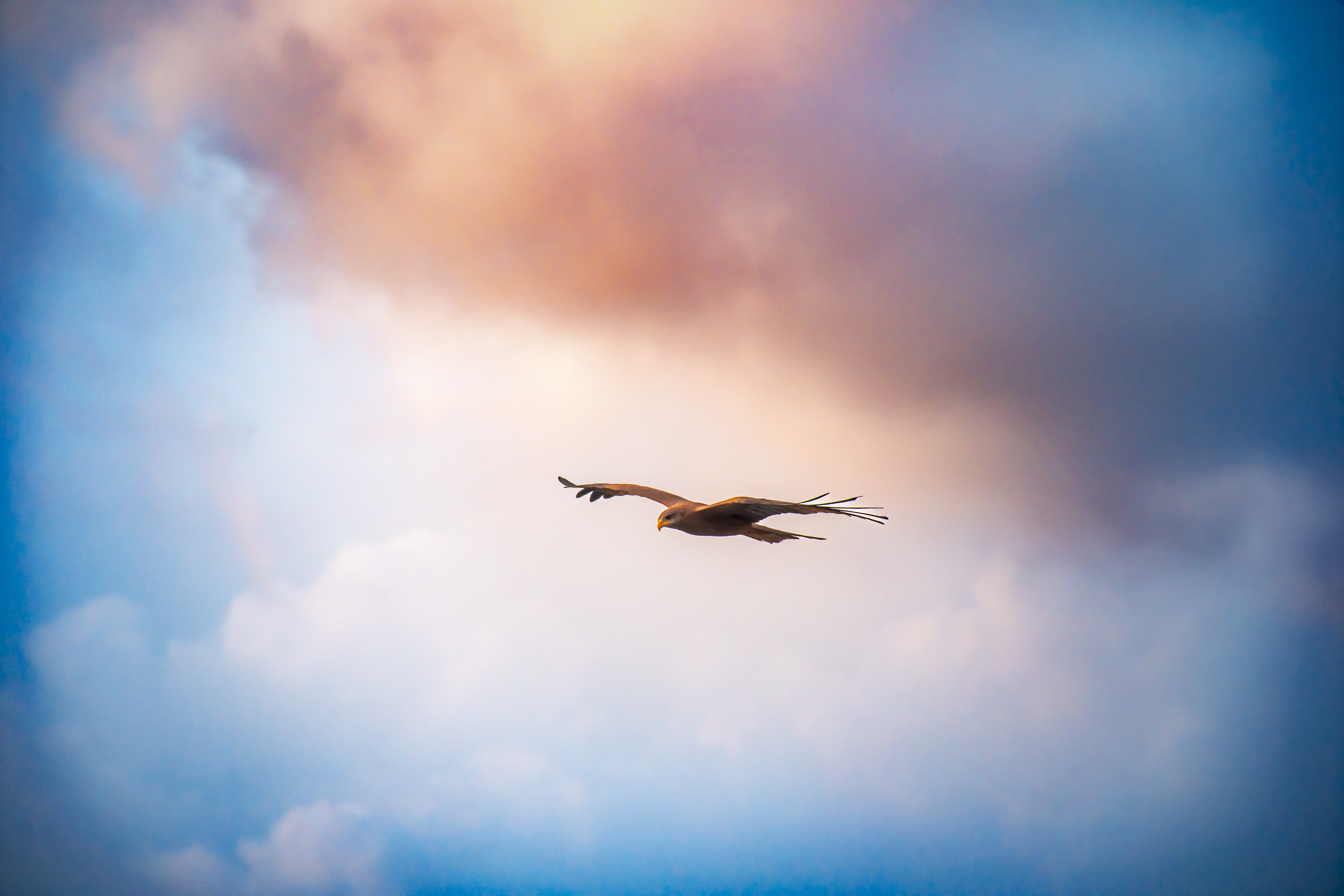 Épervier en plein vol sous un ciel aux couleurs changeantes