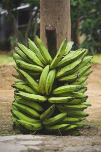 Régime complet de bananes plantains vertes en plein air