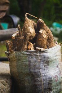 Sac rempli de tubercules de manioc fraîchement récoltés