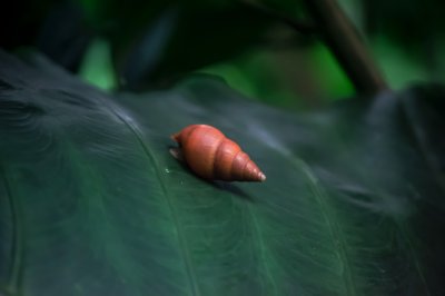 Escargot sur feuille tropicale dans une forêt équatoriale