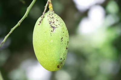Gros plan d'une mangue verte sur sa branche – Fruit tropical du Cameroun