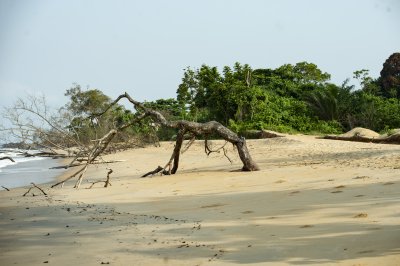 Plage sauvage de Kribi – Arbre courbé et nature luxuriante en bord de mer
