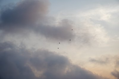 Nuages et oiseaux en vol – Harmonie céleste sur fond pastel