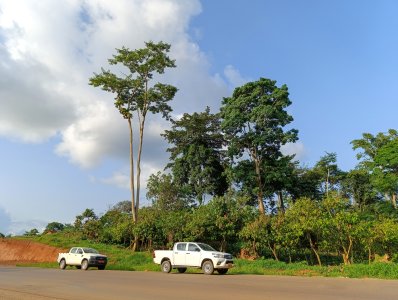 Véhicules blancs garés en bordure de la route nationale 15 – Cameroun