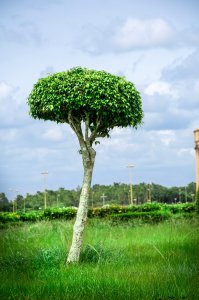 Petit arbre dans les jardins de la Basilique – Yamoussoukro, Côte d'Ivoire