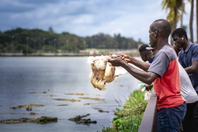 Nourrissage des crocodiles au lac sacré de Yamoussoukro