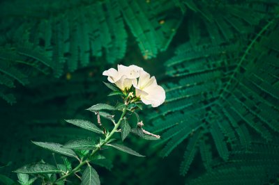 Fleur blanche tropicale dans un écrin de verdure
