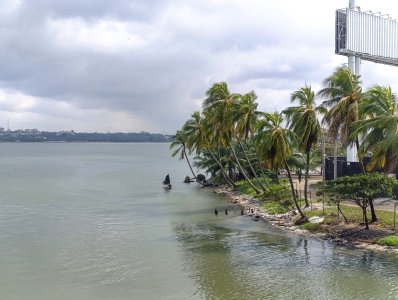 Cocotiers au bord de la lagune à Abidjan, Côte d'Ivoire