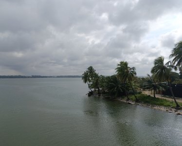 Cocotiers sur les rives de la lagune à Abidjan sous un ciel nuageux