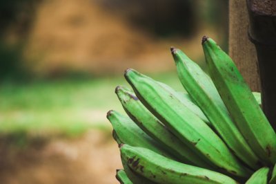 Régime de bananes plantains vertes en gros plan – Nature tropicale