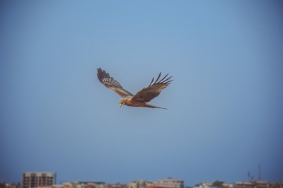 Épervier planant sur le city sous un clear ciel bleu