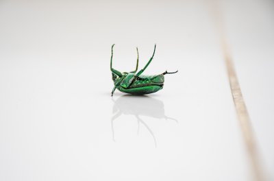 Metallic vert insecte sur its back sur un white background