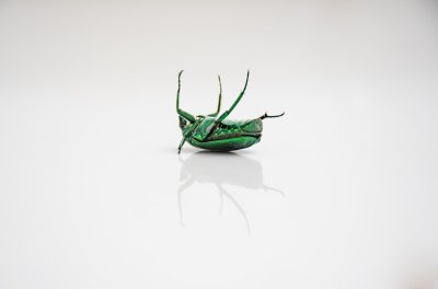 Vert Cetonia sur its back – macro insecte photography