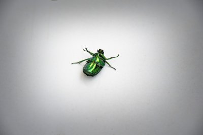 Doré Cetonia reversed sur un white background