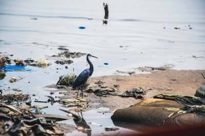 Solitary oiseau marchant among le rubbish à le edge de le lagune