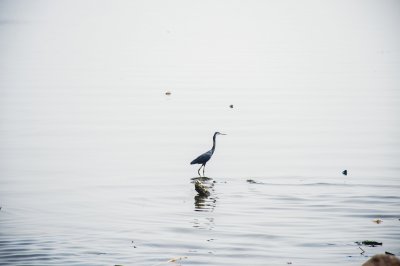 Black héron marchant à le lagune