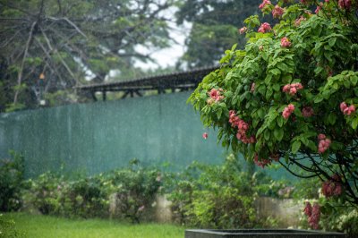 Pink fleurs sous tropical pluie