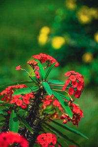 Red tropical fleur sur vert background – Euphorbia milii gros plan