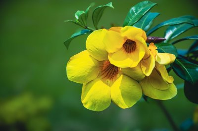 Yellow tropical Allamanda fleurs sur vert background - Vibrant gros plan