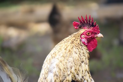 Cameroun Village poulet – gros plan de un traditionnel free-range coq