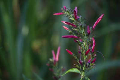 Pink tropical fleur à bud – Macro photo sur natural vert background