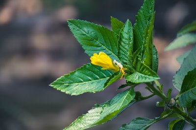 Macro photography de un tropical yellow fleur – natural vibrancy et plant beauty