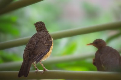 Two oiseaux perchés sur un stem à Yaounde, Cameroun