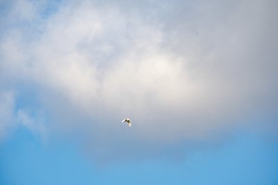Un solitary oiseau à le ciel bleu de Yaounde, sous un cottony nuage
