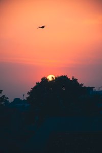 Coucher de soleil à Abidjan avec silhouette de un oiseau en vol