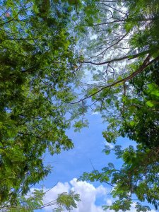 Tropical treetops sous un ciel bleu à Africa