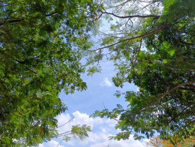Tropical branches framing un lumineux ciel bleu