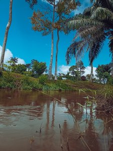 Bandama forêt Landscape – luxuriant Nature à Côte d'Ivoire