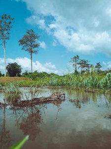 Bandama forêt Wetland – Natural Ecosystem de Côte d'Ivoire