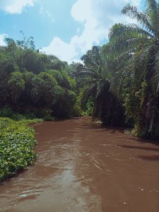 Sauvage rivière à le Bandama forêt – Côte d'Ivoire, luxuriant tropical nature