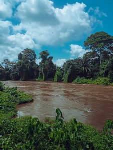 Inondé rivière à le Bandama forêt – Côte d'Ivoire, luxuriant tropical landscape