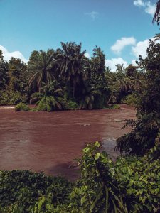 Rivière et tropical vegetation à le Bandama forêt – sauvage et vert Côte d'Ivoire