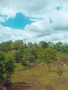 Bandama forêt – un vert setting à le heart de Côte d'Ivoire