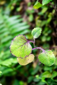Purple Veined tropical feuille – Natural Botanical Detail