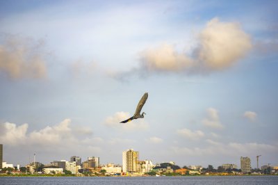 Crowned grue couronnée Flight sur Abidjan – Harmony entre Nature et City