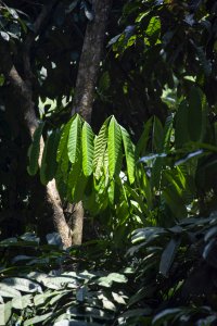 Ivoirien forêt tropicale – Cocoa feuilles glowing à natural light