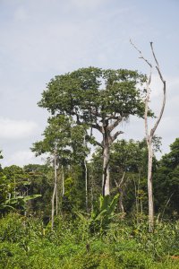 Dense forêt de Eastern Cameroun – Virgin et majestueux nature