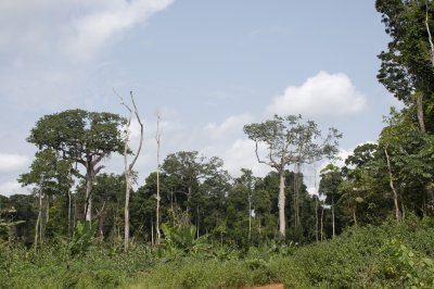 Virgin forêt de Eastern Cameroun – Natural harmony et sauvage biodiversity
