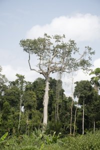Majestueux cheese tree depuis le camerounais forêt – Symbol de strength et anchoring