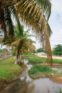 Cocotiers et un small natural canal sur le plage à San Pedro, Côte d'Ivoire