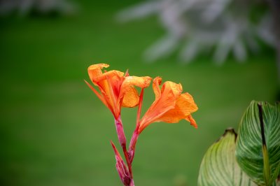 Gros plan de un orange tropical fleur sur un natural vert background