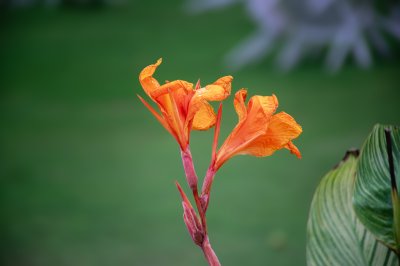 Exotique orange fleur gros plan sur un blurred vert background