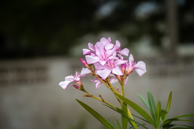Pink fleur gros plan avec un naturally blurred background