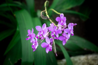 Purple orchidées gros plan sur un tropical vert background