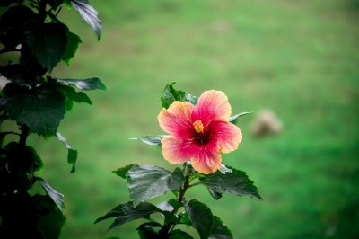 Red et yellow bicolor hibiscus gros plan sur un vert background