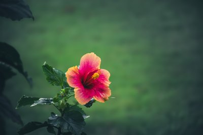 Red et yellow tropical hibiscus gros plan sur un vert background